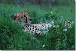 Cheeta Botswana