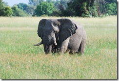 Eliphant Botswana