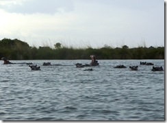 Hippo Botswana