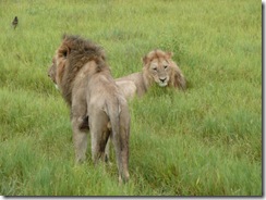 Lion Botswana