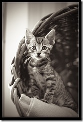 Fiji (My Cat)