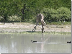 Botswana Safari